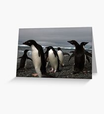 Amongst the Adelie Greeting Card