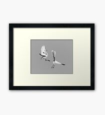 Dancing Egrets 2017-3 Framed Print