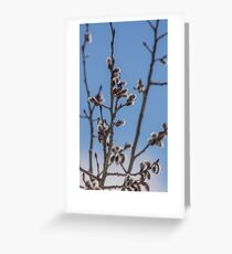 Pussy Willow 1 Greeting Card