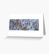 Pussy Willow 3 Greeting Card