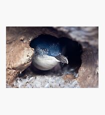 Blue Penguin - New Zealand Photographic Print