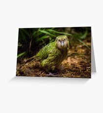 Sirocco the Kakapo Greeting Card
