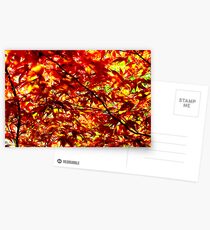 Acer Postcards
