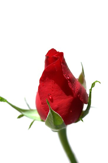 "Red Rose Bud" Posters by ~ Fir Mamat ~  Redbubble