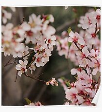 Pink blooms Poster