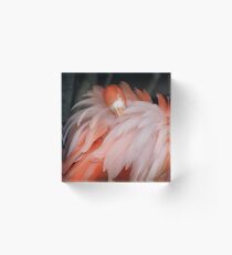 Flamingo putzende Federn Acrylblock