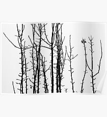 Trees Poster