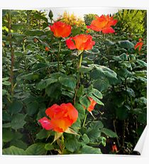 Coral roses Poster