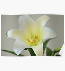 Easter Lily Poster