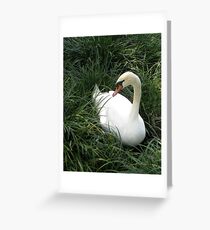 White Swan Greeting Card