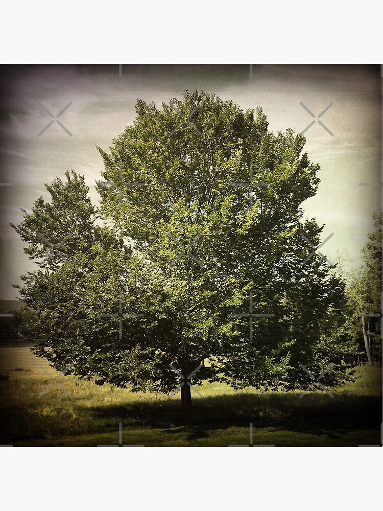 Nature Lovers Gift - Perfect Tree by OneDayArt