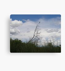 Perched Canvas Print