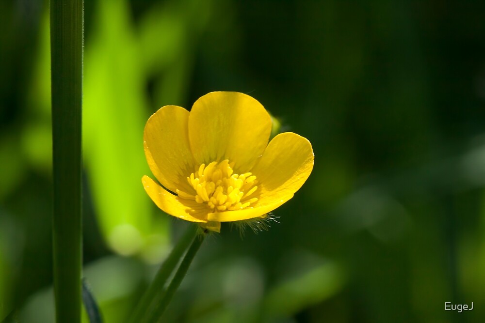 "Buttercup" by EugeJ | Redbubble
