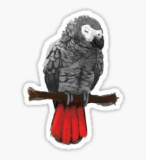 Sleepy African Grey Sticker