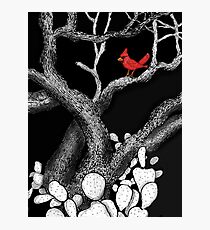 The return of the Cardinal Photographic Print
