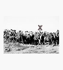 Crosswalk Photographic Print