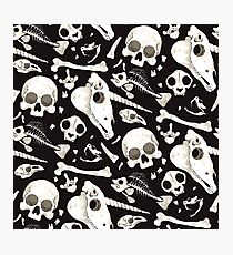 black Skulls and Bones - Wunderkammer Photographic Print