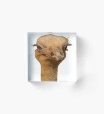 Ostrich portrait Acrylic Block