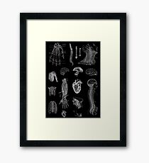 Lámina enmarcada Impresión de la anatomía del vintage