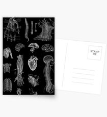 Vintage Anatomy Print Postcards