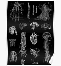Vintage Anatomie Print Poster