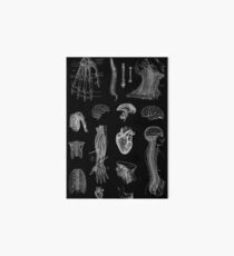 Vintage Anatomy Print Art Board