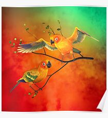 Parrots Sun Conures Poster