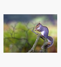 Grey Squirrel Photographic Print