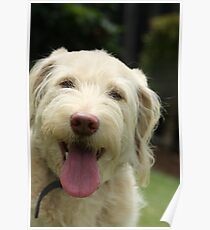 Our labradoodle Mickey Poster