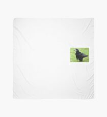 Little Rook Scarf