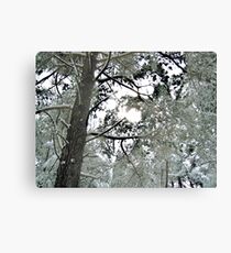 Beautiful Giants Canvas Print