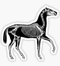 Black horse with skeleton Sticker