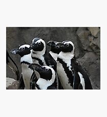 African Black-footed Penguin Photographic Print