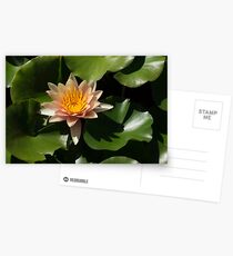 Exotic Colors - A Soft Coral Waterlily Postcards