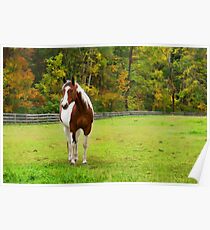 Charming Pinto Horse Poster