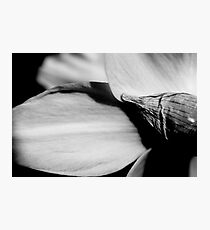 Wrapping Photographic Print