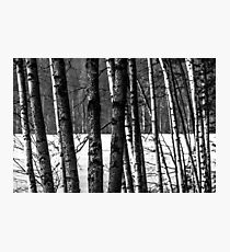 Fellows Photographic Print