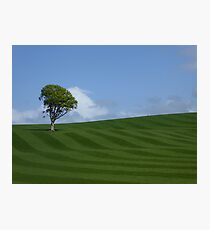 Gleaming Field and Tree Photographic Print