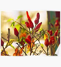 Hot Chilli Red Pepers Poster