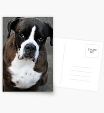 Arwen -Boxer Dogs Series- Postcards