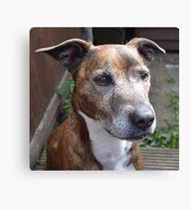 staffy Canvas Print