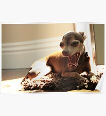 Chihuahua Poster