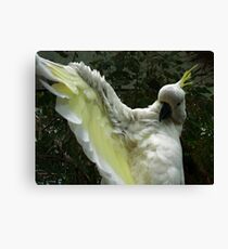 Hey Presto! Canvas Print