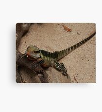 Aint I Cute? Canvas Print