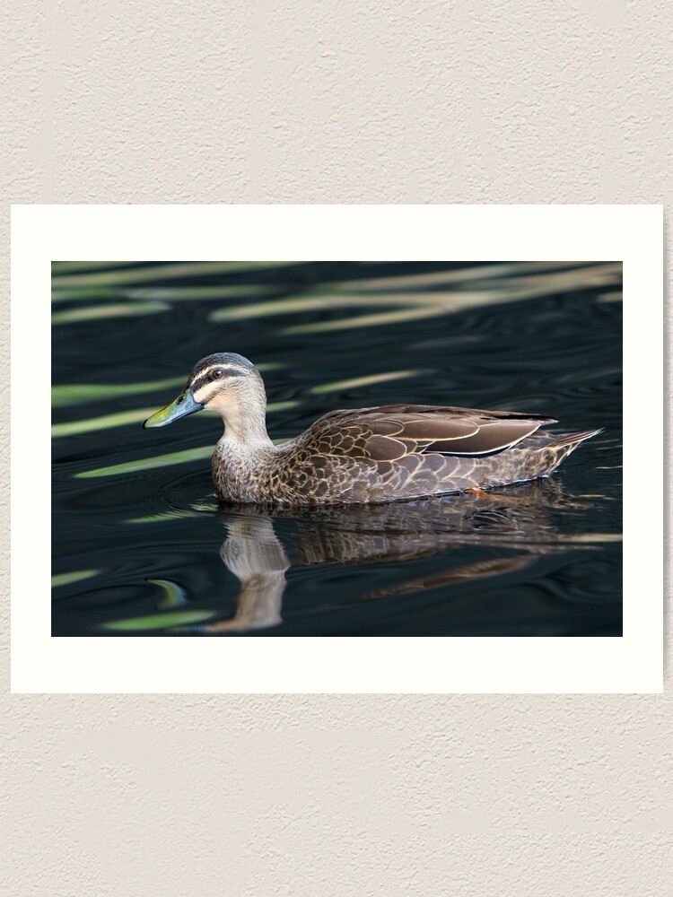 Alternate view of Duck shooting RedBubble Style. Art Print