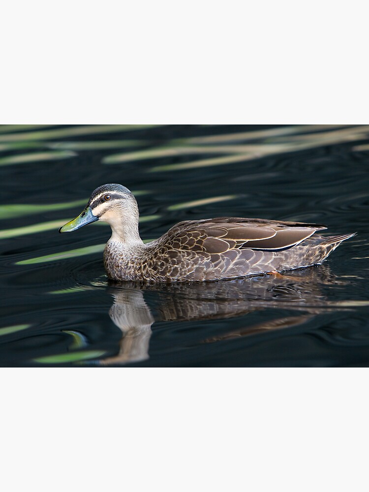 Duck shooting RedBubble Style. by Mick36