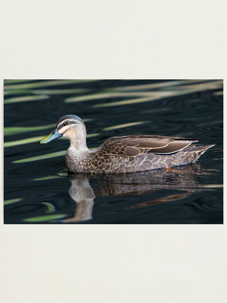 Alternate view of Duck shooting RedBubble Style. Photographic Print