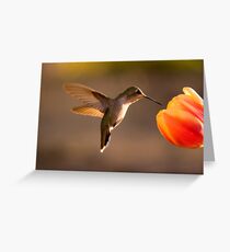 Sun Setting on a Hummer & Tulip Greeting Card