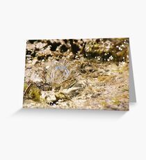 Freshwater bubble Greeting Card