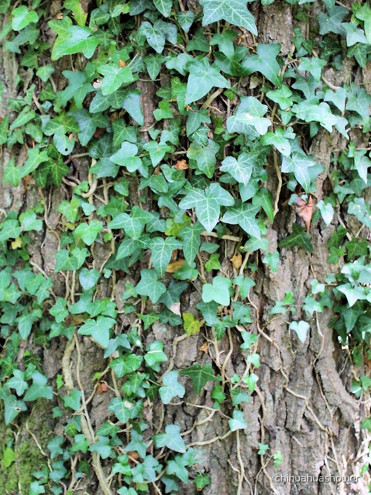 Ivy leaves on Oak tree by chihuahuashower